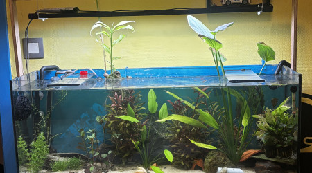 aquarium aquarium de crevettes