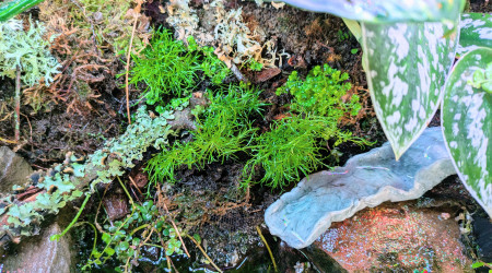 Plantations et aménagements