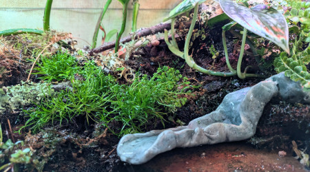 Plantations et aménagements