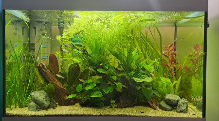 aquarium Bac amérique du sud