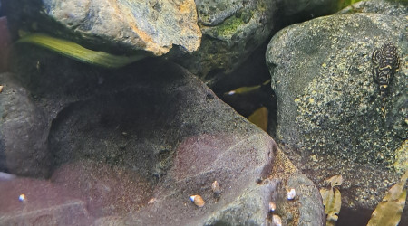 aquarium Bac sewellia en cours transfert vers plus grand