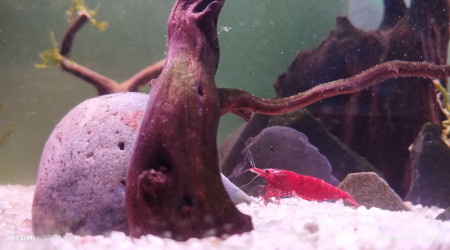 aquarium Aquarium Crevettes Davidi