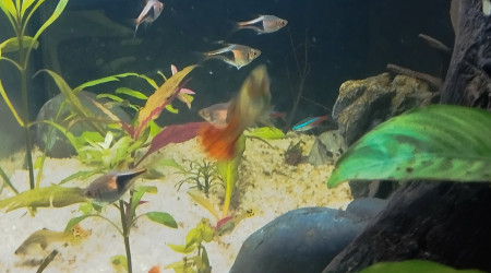 aquarium Communautaire