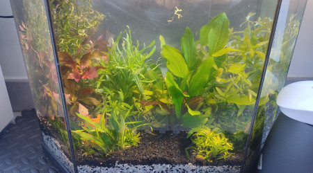 aquarium 30 litres Crevettes