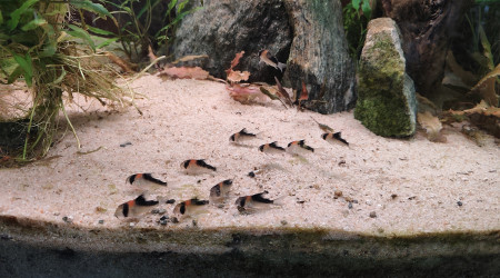 Corydoras Adolfoi