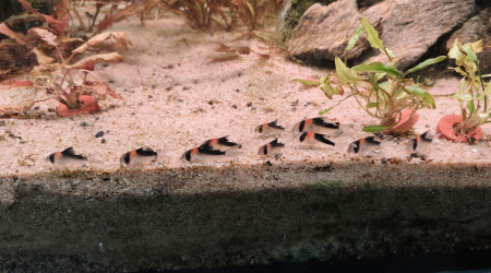 Corydoras Adolfoi