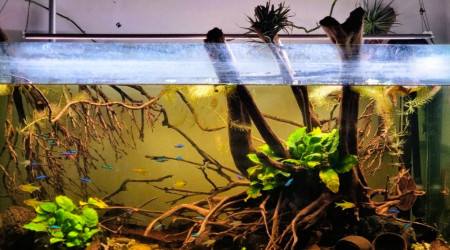 aquarium Biotope Amazonien