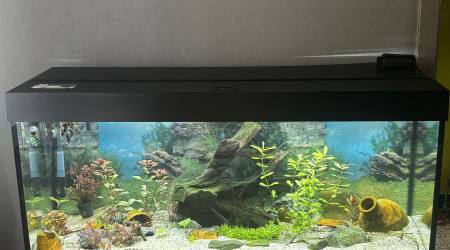 aquarium aquarium de scalaire