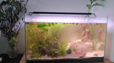 J22 Ajout neocaridina