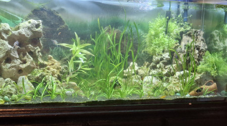 aquarium Aquarium tanga