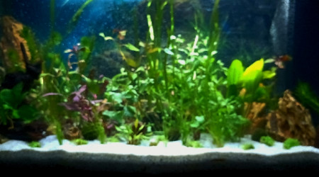 aquarium A