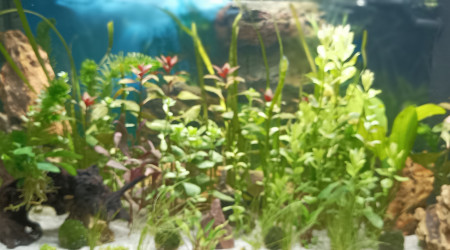 aquarium A