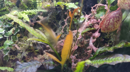 Microsorum Pteropus