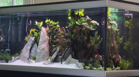 Juste planté