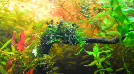 aquarium 60 litres brut micro poisson