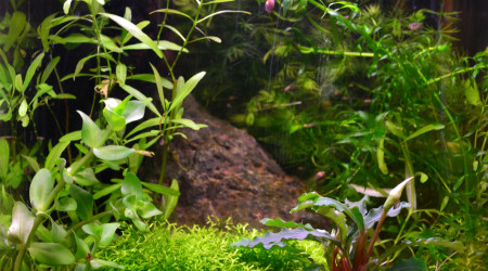 aquarium asiatique 20 litres