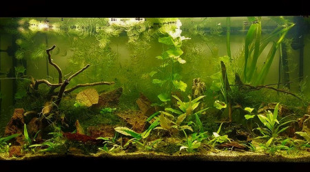 aquarium 200L Amazonien