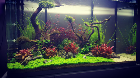 aquarium Mon premier aquascape