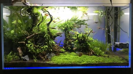 aquarium Aquascaping 180