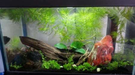 aquarium 20 L