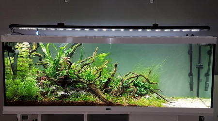 aquarium Utopia