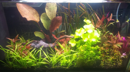 aquarium 100L