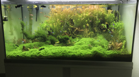 aquarium 250 l