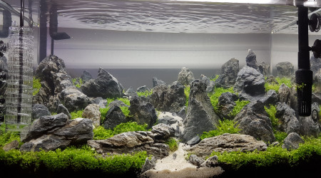 aquarium Aquascaping