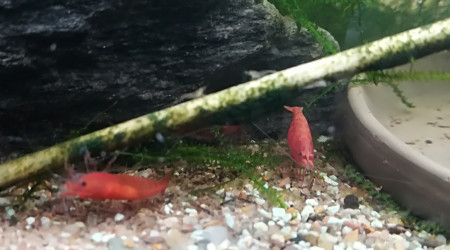 aquarium Red Cherry