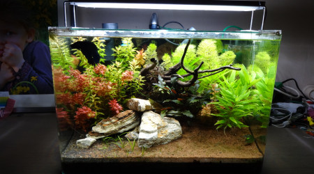 aquarium scaper's tank 1