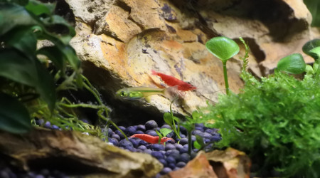 Microdevario et crevettes red sherry