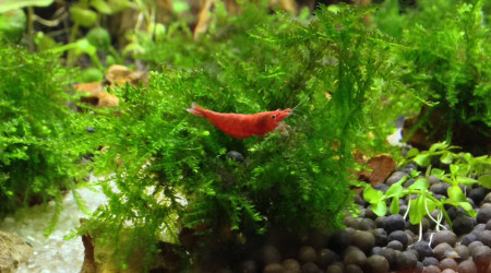 Crevettes red sherry