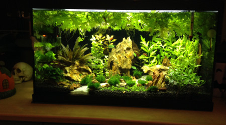 Apres 2 mois de mise en eau et apres quelque changements