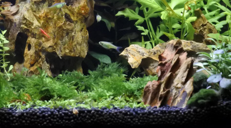 Microdevario kubotai