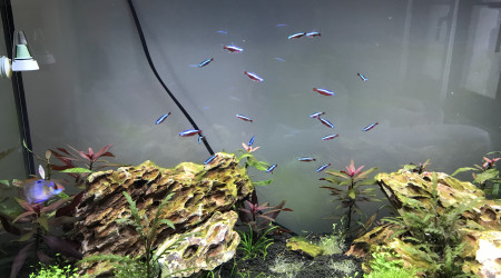 aquarium Juwel 125