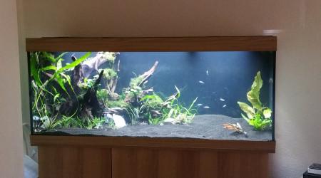 aquarium 450L