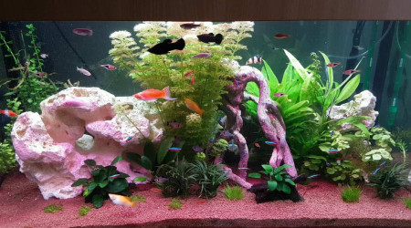 aquarium Bac eau douce chaude