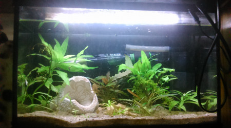 aquarium 20L2