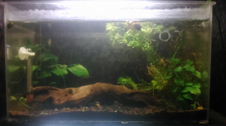 aquarium 10L1