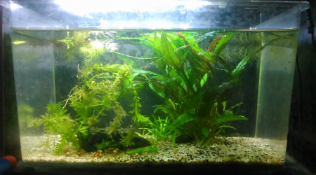 aquarium 10L2