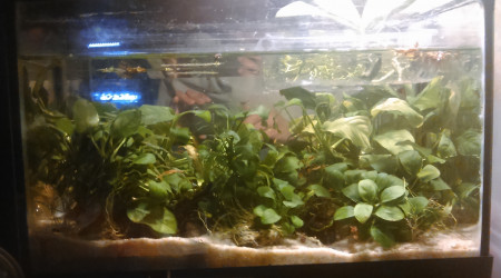 aquarium 15L