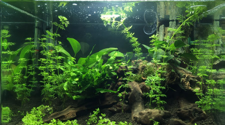 aquarium Scaper’s tank 50L