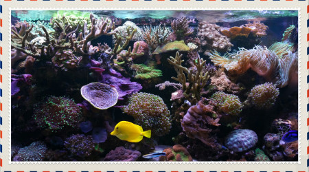 aquarium Reef  nustrale