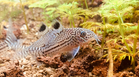 Corydoras julii