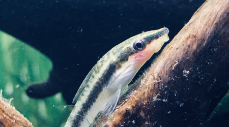 Otocinclus affinis