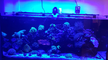 aquarium Reef