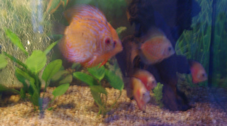 discus et ses netoyeurs