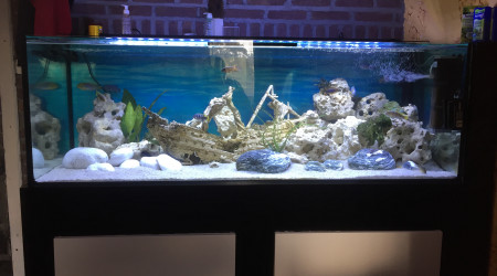 aquarium Malawi 450L