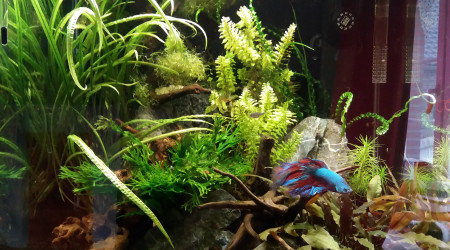 aquarium 60l asiatique