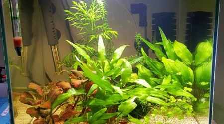 aquarium 30l